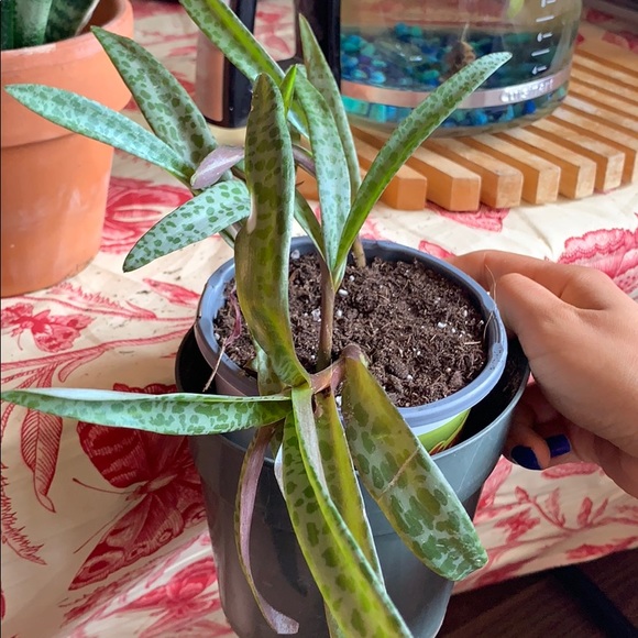 SILVER SQUILL β 5 HEALTHY BULBS / STEMS - Picture 4 of 7